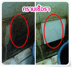 Mold Stains - Class Clean; Toilet and Metallic Cleaner.